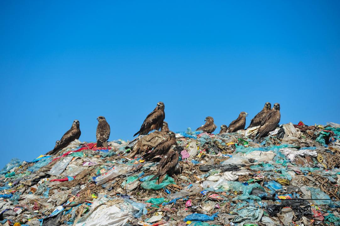 Falcon Hawks searching for food at Sylhet's Parairchak garbage dump yard in Sylhet
