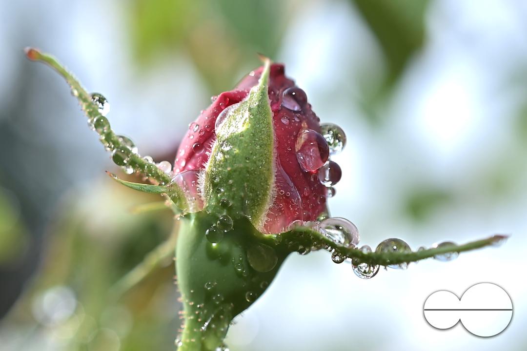 Dew drops on the leaves and flowers on a winter morning at Agartala, the capital city of India's northeastern state of Tripura