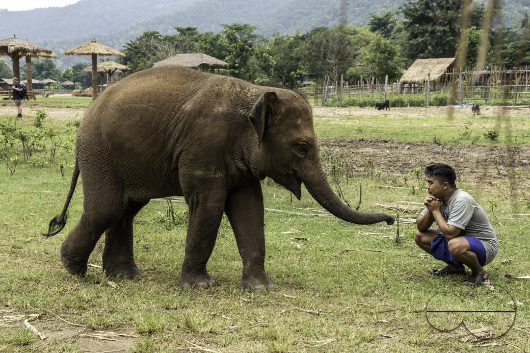 A young volunteer is sitting near an elephant, at the Elephant Nature Park, a rescue and rehabilitation sanctuary for animals that have been abused and exploited.
