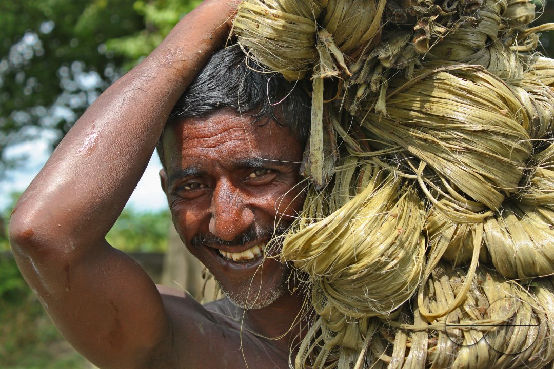 Jute