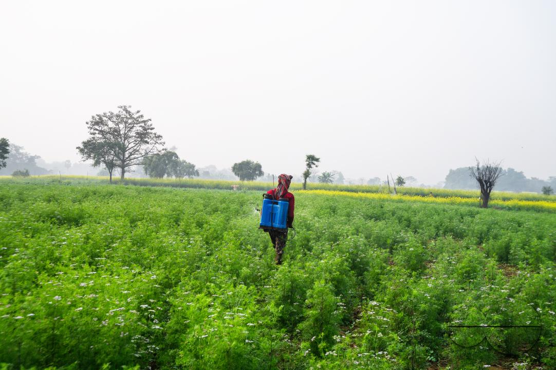 A farmer spraying coriander (Coriandrum Sativum) plants with pesticides to protect them from insects