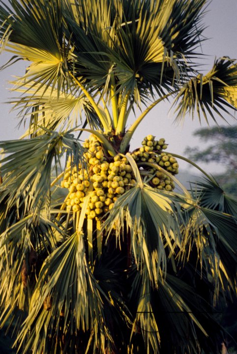 MWC002870