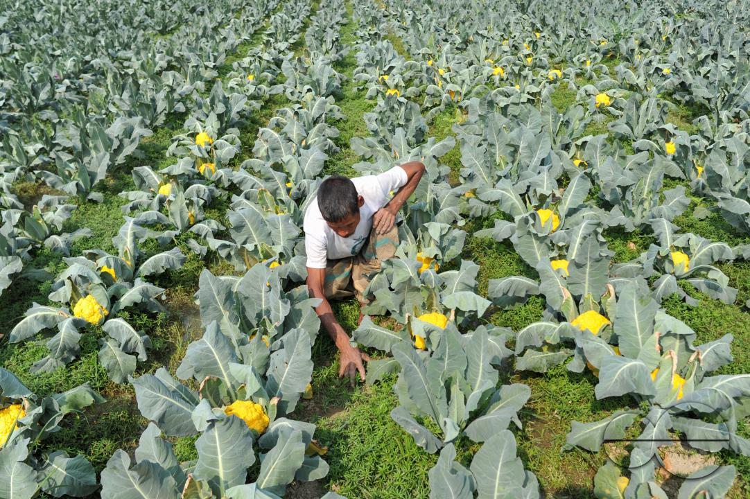 A young farmer with Valentina and Corotina, 2 varieties of cauliflower, which are Anti-diabetic and anti-cancer grown on his fields
