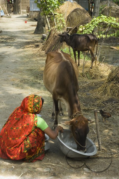 Village_Bangladesh
