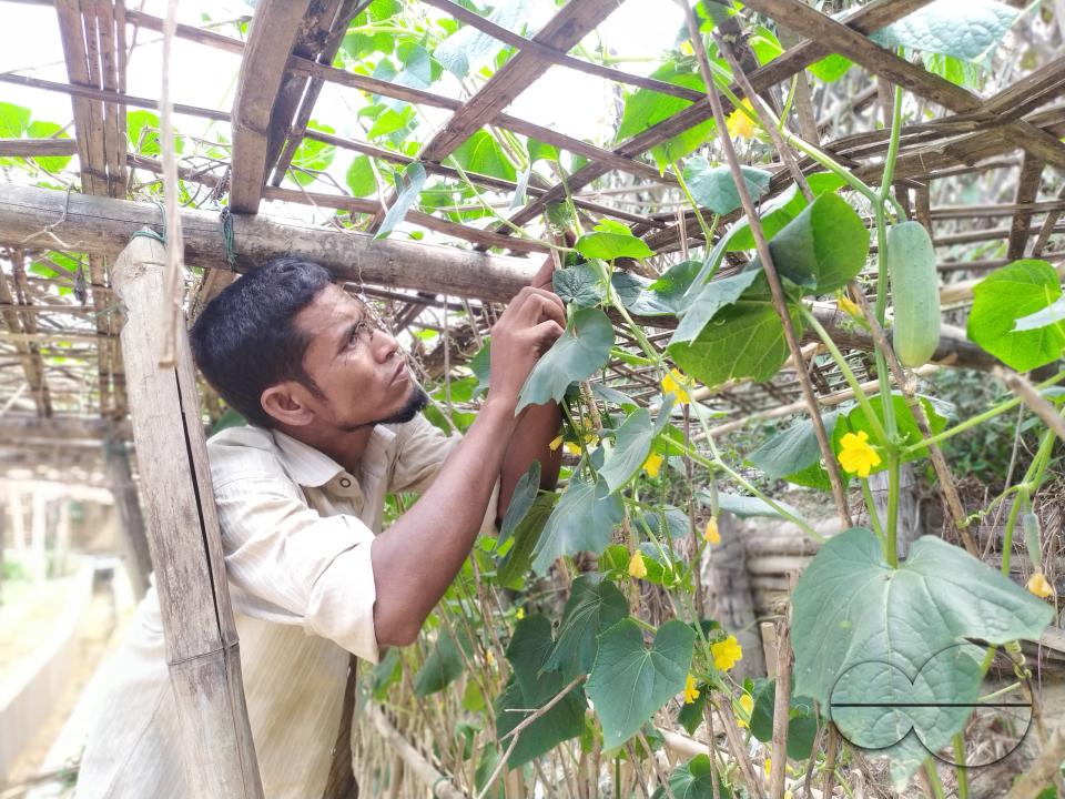 People plant vegetable and fruit trees for food at the Balukhali refugee camp