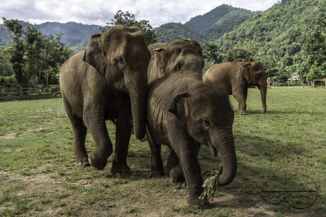 Asian female elephants are seen escorting a baby elephant, at the Elephant Nature Park, a rescue and rehabilitation sanctuary for animals that have been abused and exploited, in Chiang Mai, Thailand.