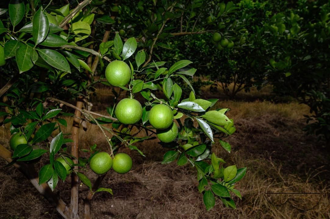 Sweet Malta Orange Fruit Plant or Sweet Malta Lemon is a delicious and easy-to-peel fruit; rich in vitamins, minerals, and antioxidants, and is generally described as tasting like molasses