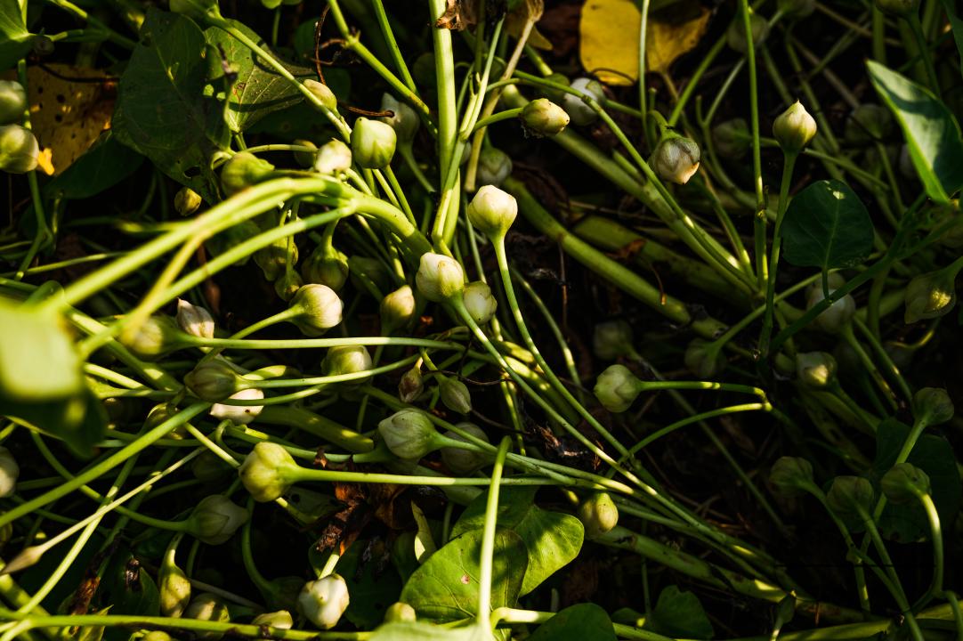 Water spinach is a semi-aquatic, tropical plant grown as a vegetable for its tender shoots