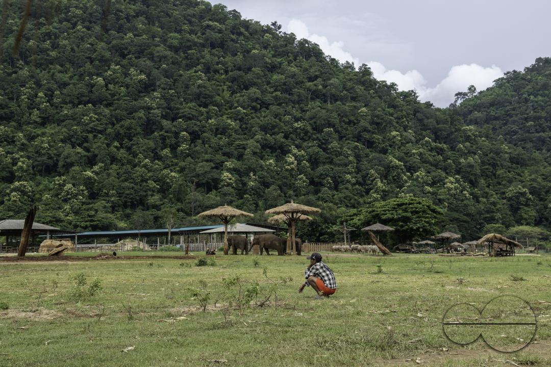 A mahout is sitting in the middle of a field, at the Elephant Nature Park, a rescue and rehabilitation sanctuary for animals that have been abused and exploited, in Chiang Mai, Thailand.