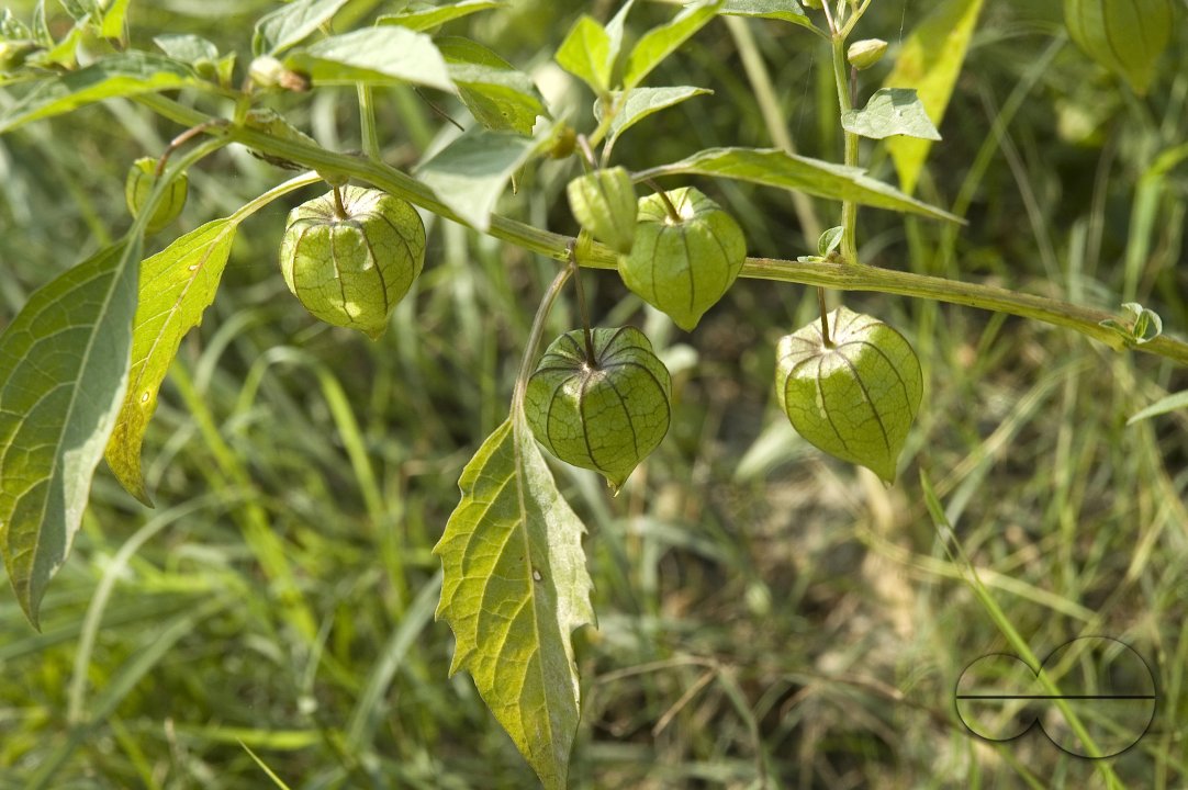 Chick-pea