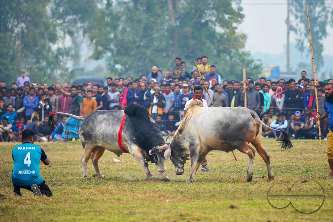 Two bulls competing in a huge bull fight organized by local residents at Khasarkandi field of Patli union of Jagannathpur upazila of Sunamganj district