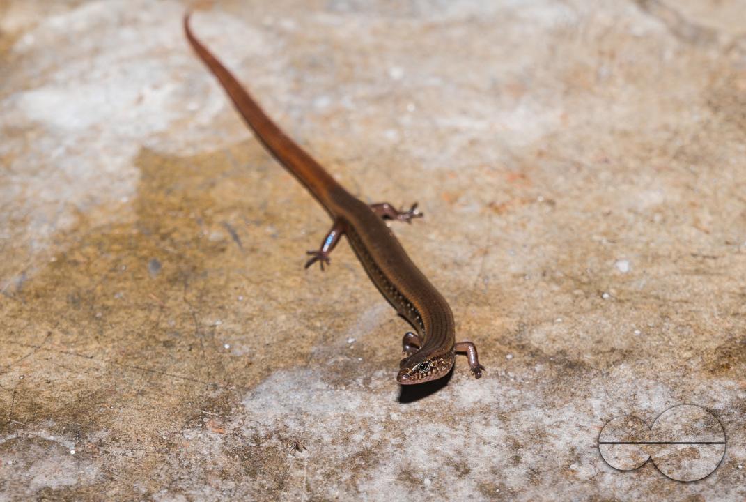 A white-spotted supple skink enters the house in search of prey and the light falling on it casts a rainbow of colors