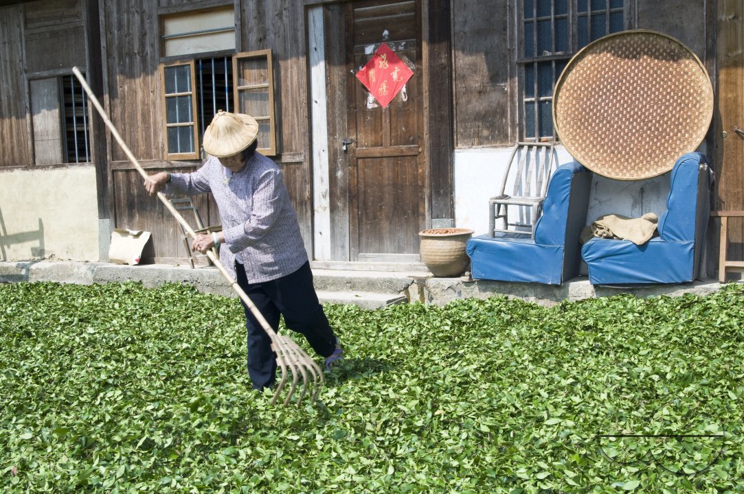 CHINA Drying tea leaves  after harvest  in Fujian province.