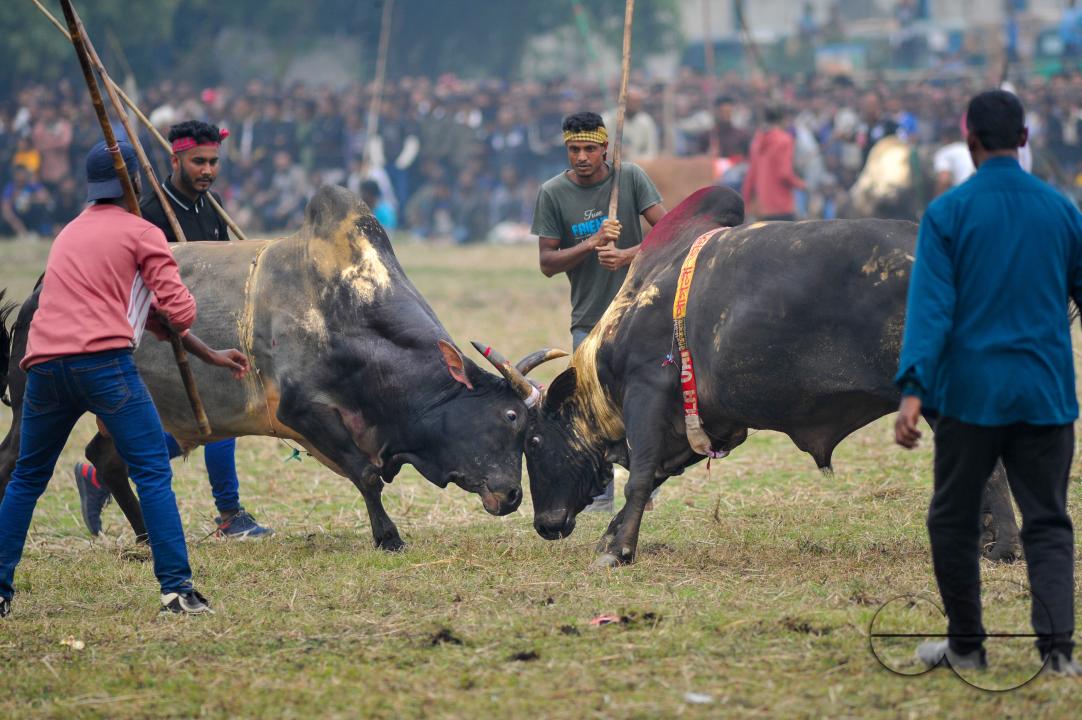 Two bulls competing in a huge bull fight organized by local residents at Khasarkandi field of Patli union of Jagannathpur upazila of Sunamganj district