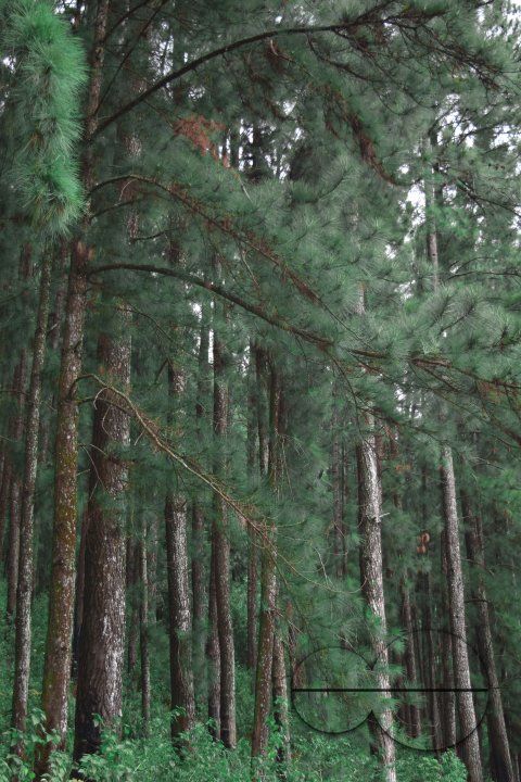 MWC031461