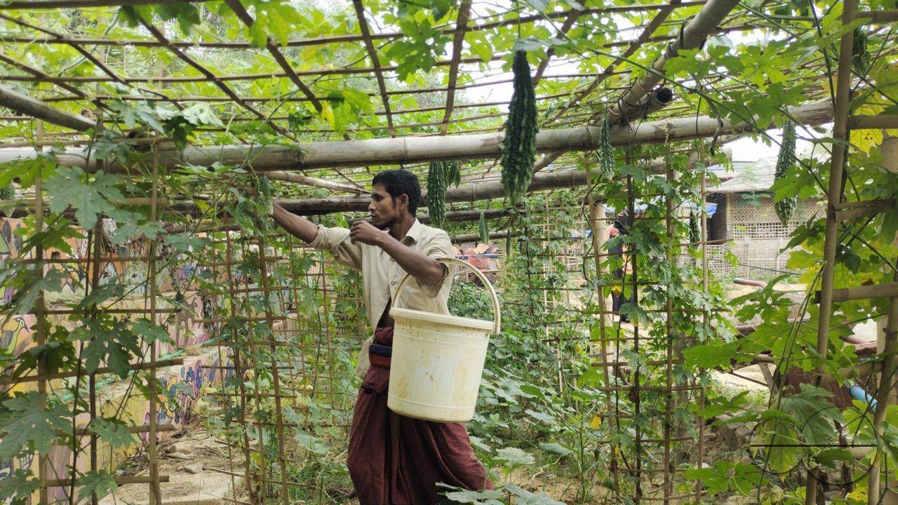 People plant vegetable and fruit trees for food at the Balukhali refugee camp