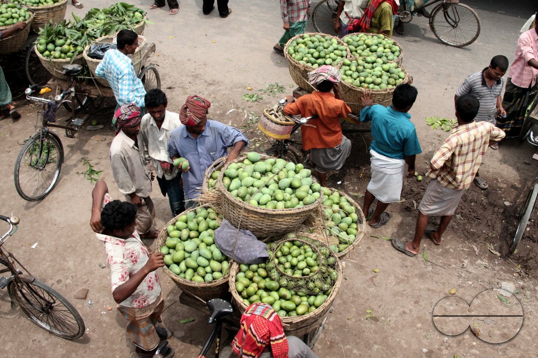 Bangladeshi Birds