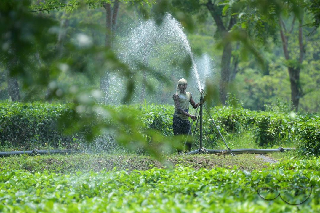 A worker skilfully operates a sprinkler irrigation system, nourishing the Durga Bari tea garden at the onset of the dry season