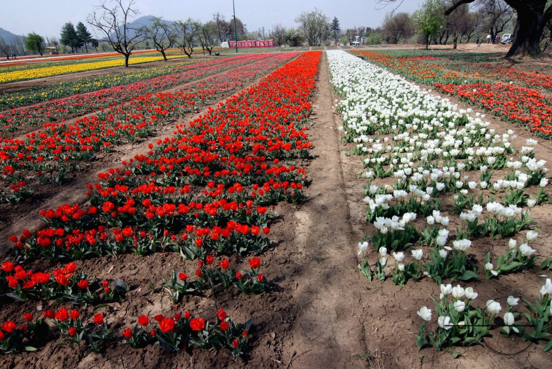 siraj bagh
