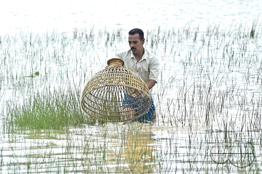 People fishing in a flooded agricultural field using traditional fishing methods in Bishalgarh, 17km away from Agartala