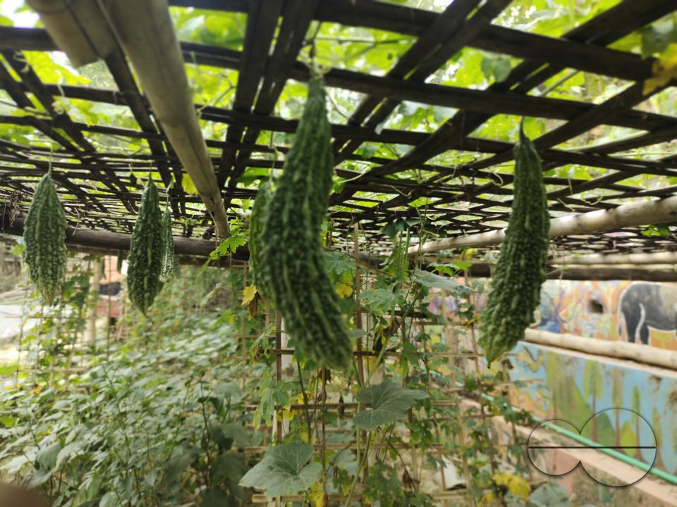 People plant vegetable and fruit trees for food at the Balukhali refugee camp