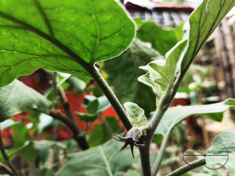 People plant vegetable and fruit trees for food at the Balukhali refugee camp
