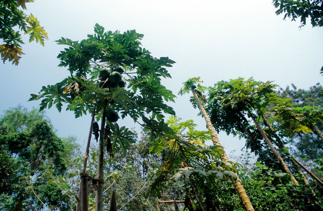 MWC03101