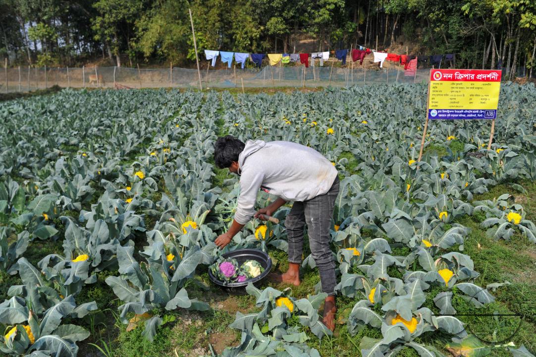 A young farmer with Valentina and Corotina, 2 varieties of cauliflower, which are Anti-diabetic and anti-cancer grown on his fields