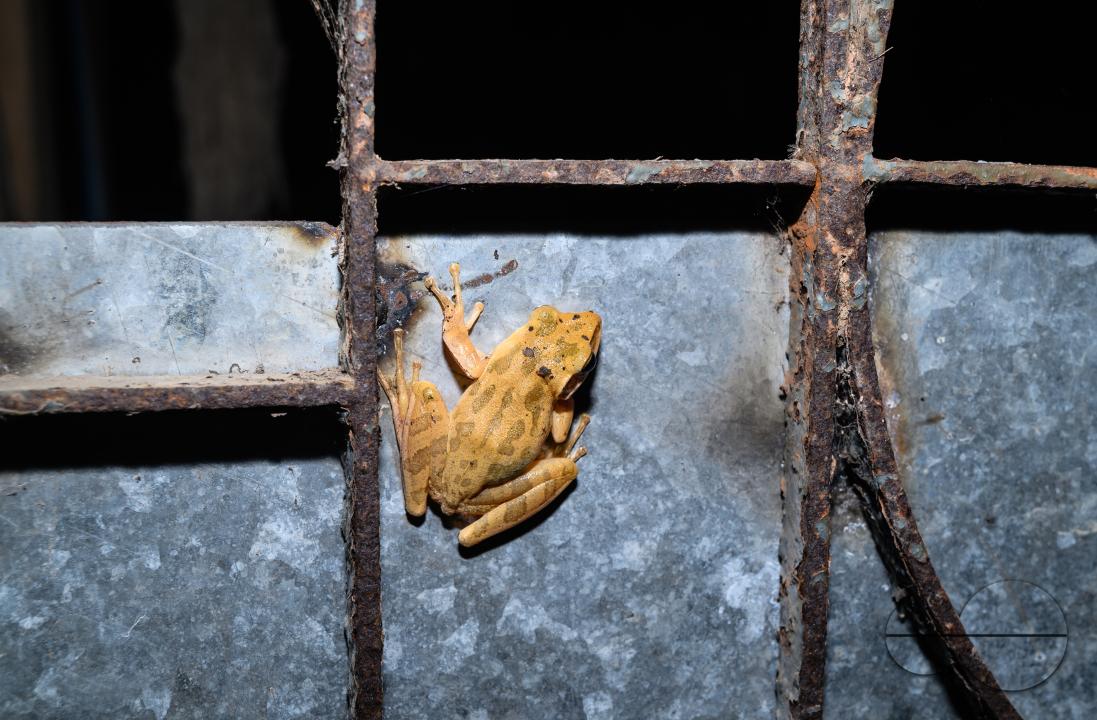 Polypedates bengalensis, the brown blotched Bengal tree frog, is a species of frog in the family Rhacophoridae
