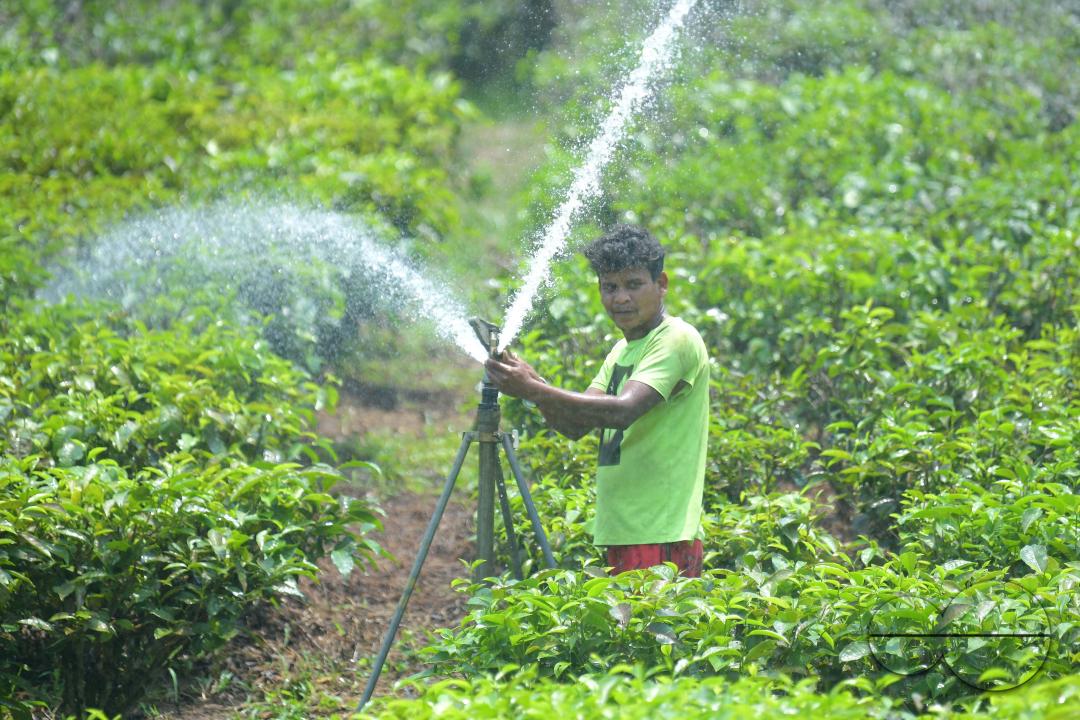 A worker skilfully operates a sprinkler irrigation system, nourishing the Durga Bari tea garden at the onset of the dry season