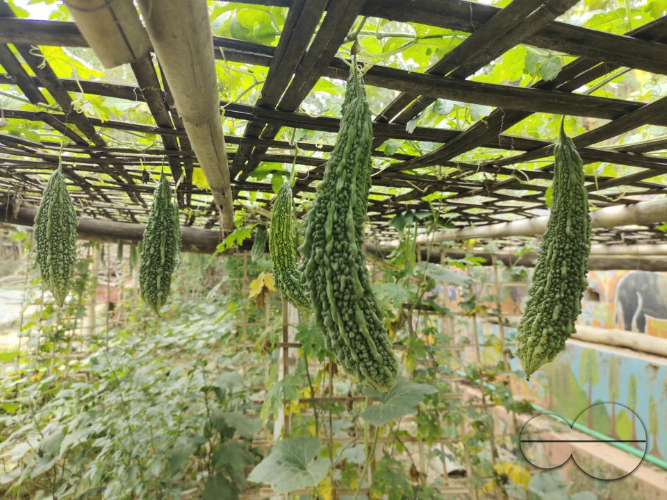 People plant vegetable and fruit trees for food at the Balukhali refugee camp