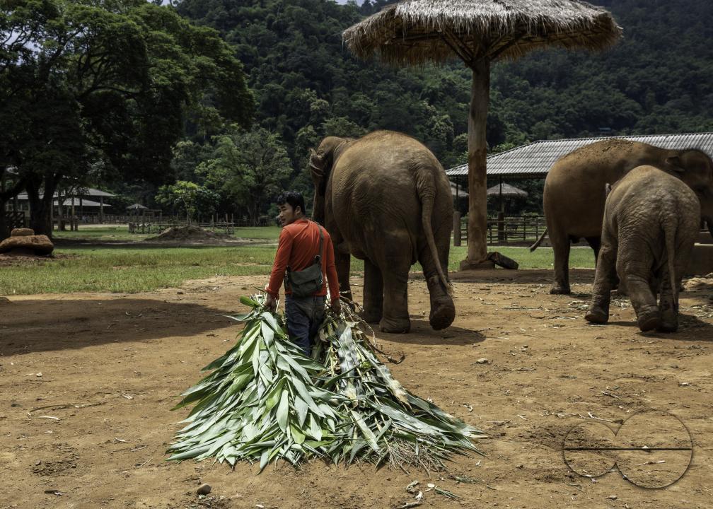 A caretaker is seen walking with elephants while carrying corn leaves at the Elephant Nature Park, a rescue and rehabilitation sanctuary for animals that have been abused and exploited, in Chiang Mai, Thailand.