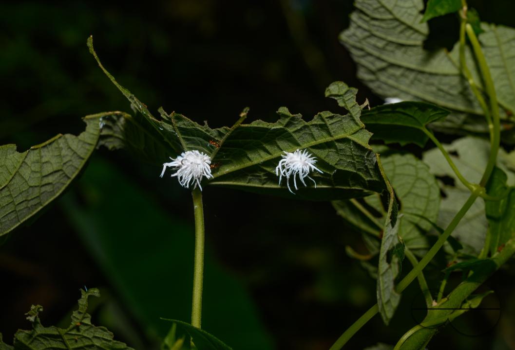Coccinellidae, known as ladybugs or ladybird beetles, is a widespread family of small beetles