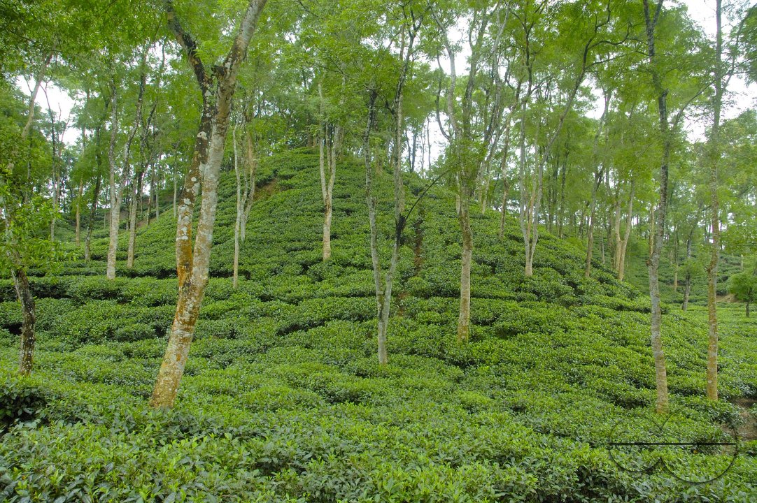 Malnichara Tea Garden