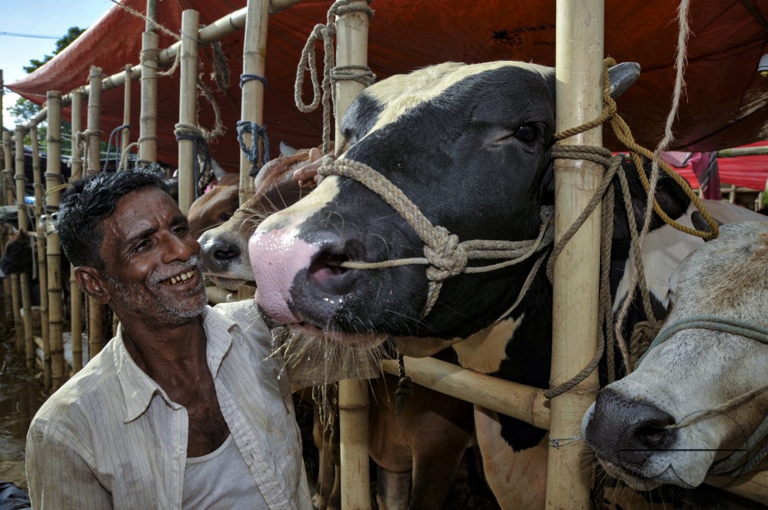 Cow Market