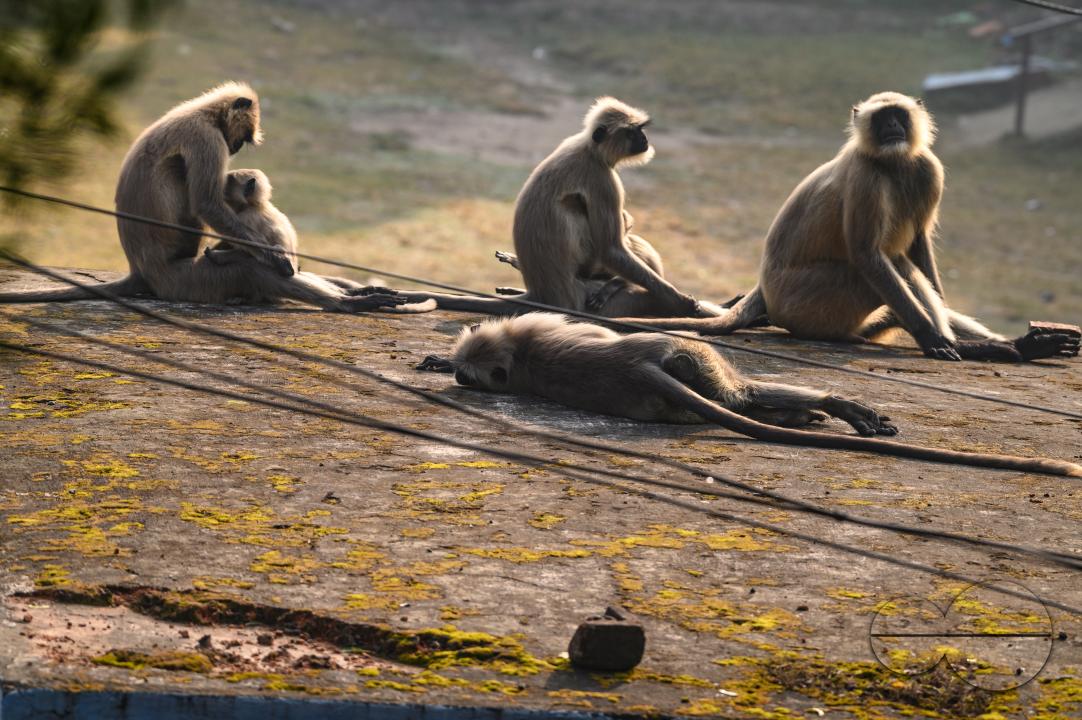 A group of hanuman langur or hanuman monkeys sunning themselves on the roof on an early winter morning, The adults sometimes lying down, while their young are kaking various gestures, some are trying to stand up and raise their arms or hang from the leav