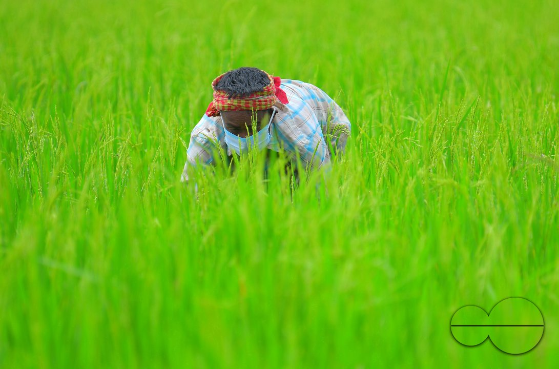 Agriculture, during lockdown