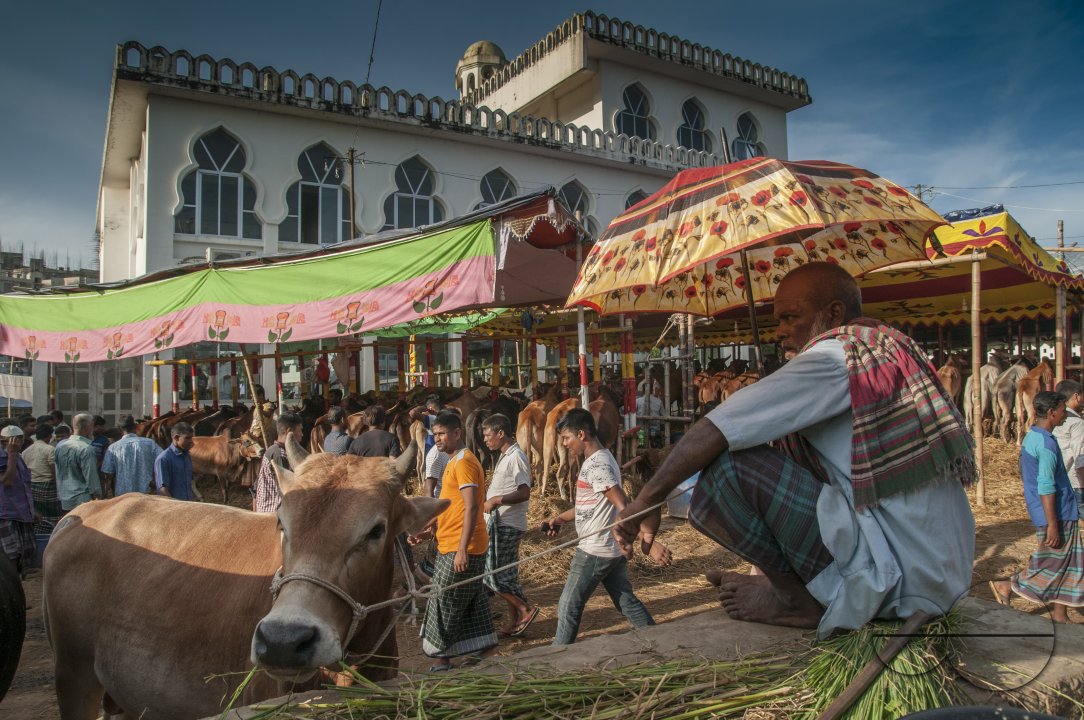 Cow Market