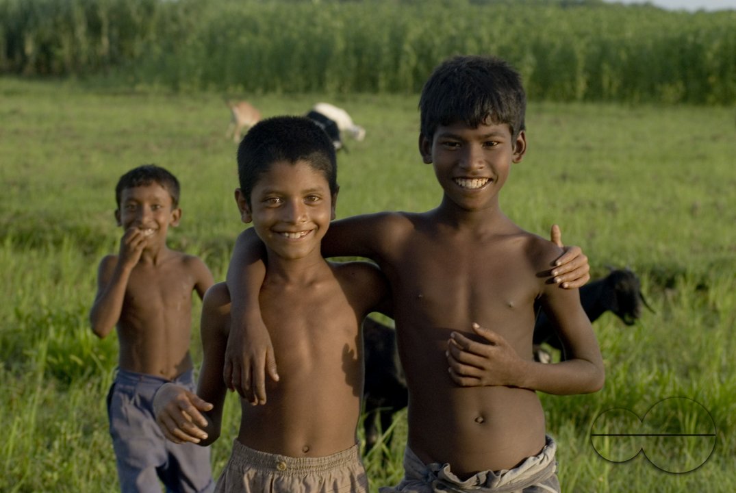 Graze goat: Bangladesh