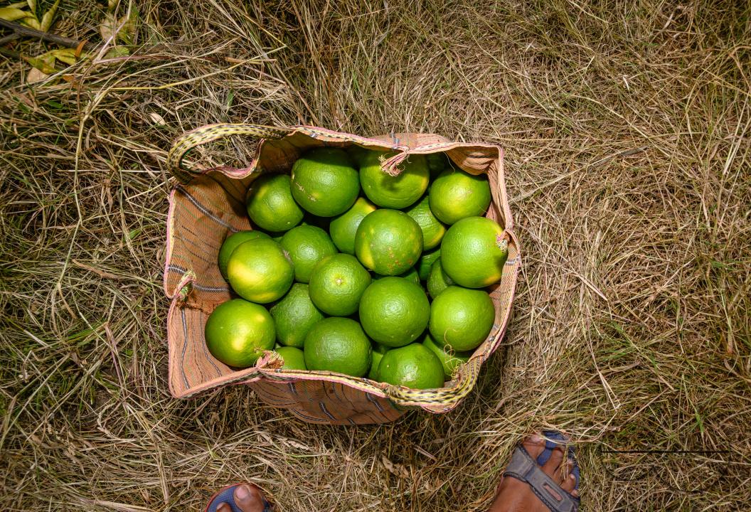 Sweet Malta Orange Fruit Plant or Sweet Malta Lemon is a delicious and easy-to-peel fruit; rich in vitamins, minerals, and antioxidants, and is generally described as tasting like molasses