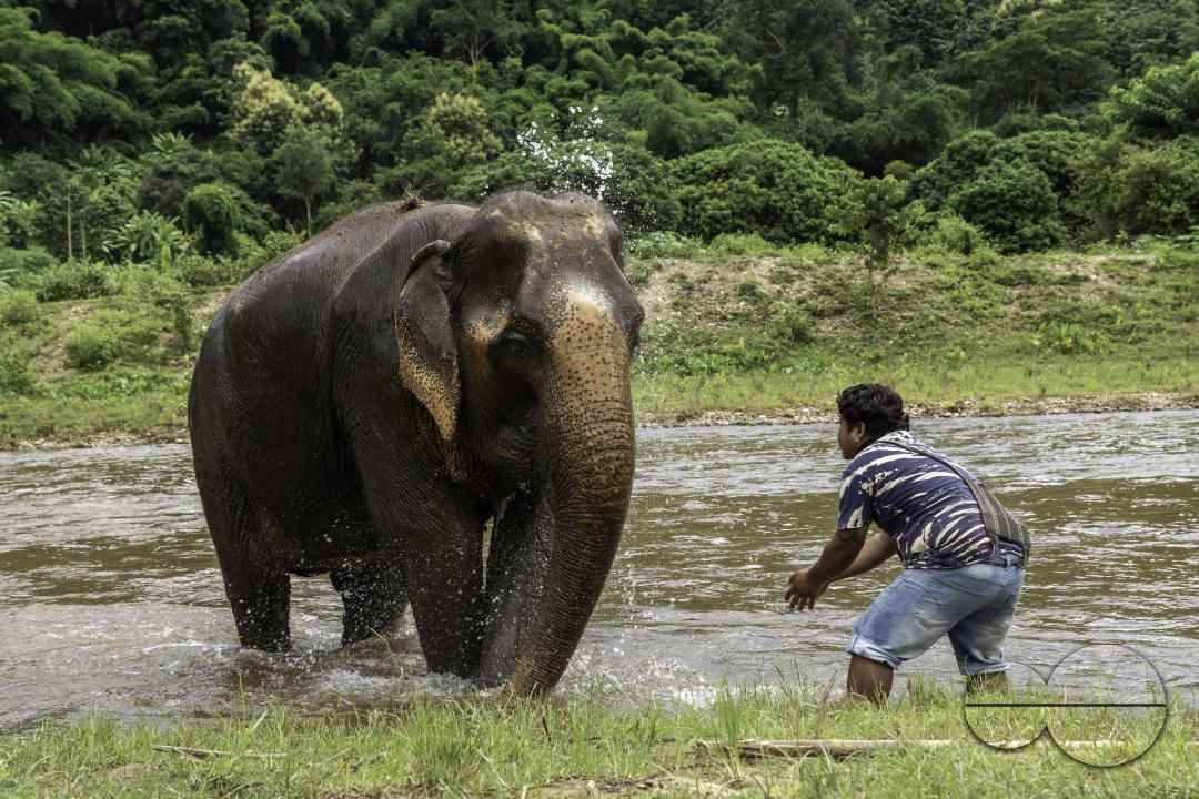 A caretaker is playing with an elephant in the river, at the Elephant Nature Park, a rescue and rehabilitation sanctuary for animals that have been abused and exploited, in Chiang Mai, Thailand.