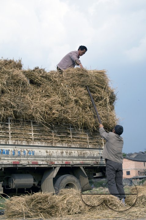 CHINA Peasants  loading grain and hay grain during harvest time in Yunnan province.