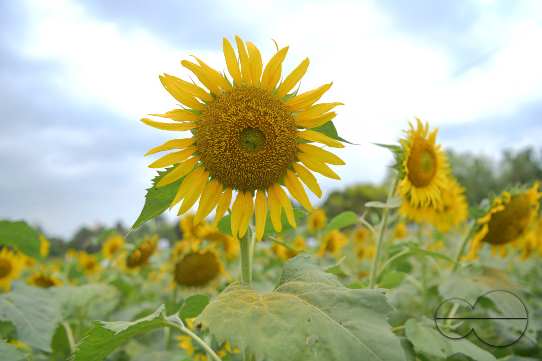 Sunflowers