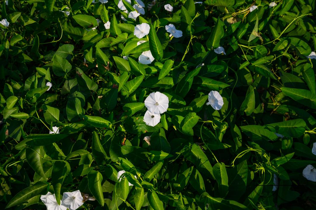 Water spinach is a semi-aquatic, tropical plant grown as a vegetable for its tender shoots