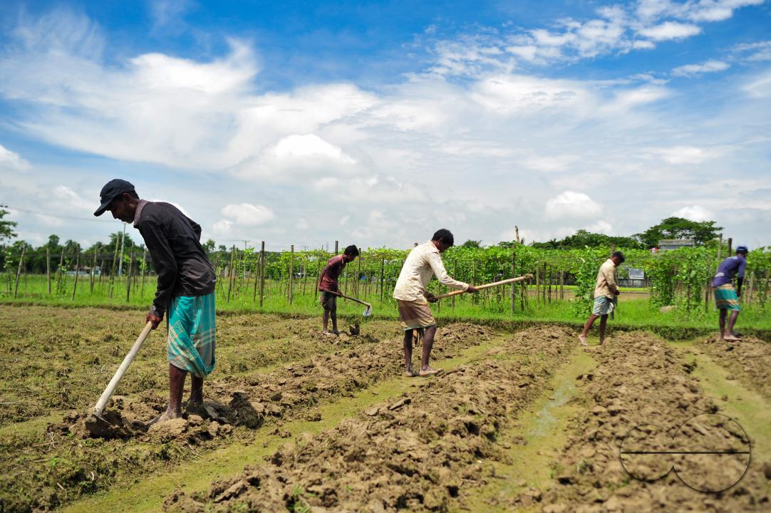 Farmers are repairing the field to cultivate tomatoes of a hybrid variety named Raja in Mashukganj area of Kandigaon Union of Sadar Upazila