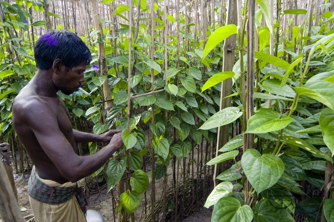 Betel leaf_Bangladesh