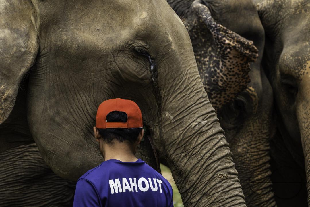 A mahout among a group of rescued elephants, at the Elephant Nature Park, a rescue and rehabilitation sanctuary for animals that have been abused and exploited, in Chiang Mai, Thailand.