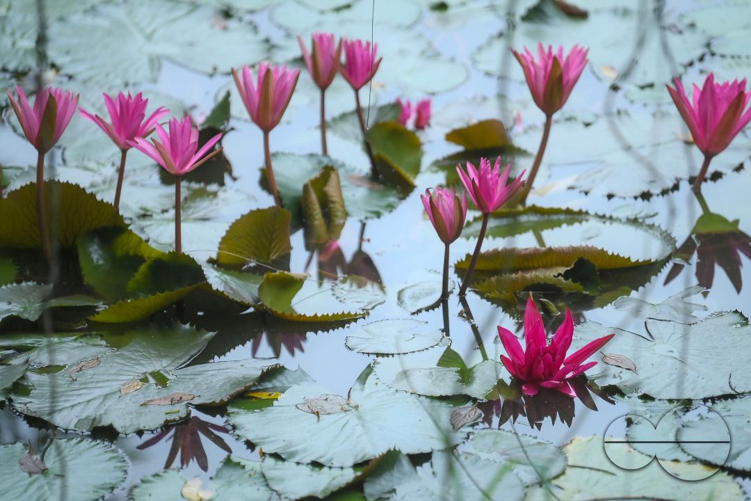Monsoon flowers, water lotuses are blooming at the MBB College Lake at Agartala