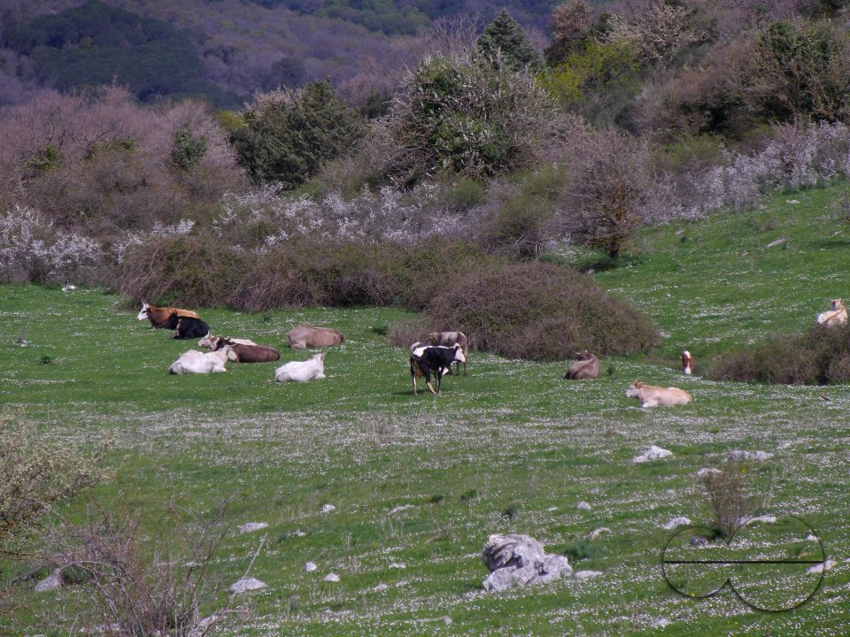MWC036381