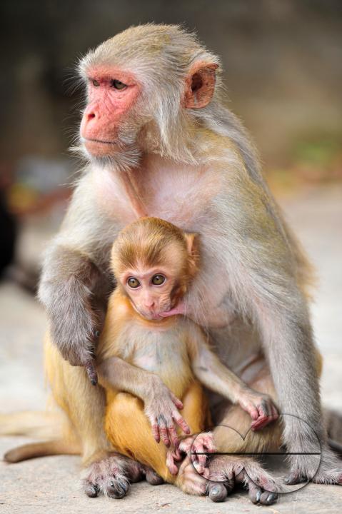 A Rhesus Macaque monkey at the geologist chasnipir (R) Shrine premises is Sylhet